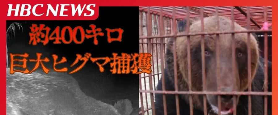 Hefty Hunt: Capturing a 400kg Behemoth Bear Shocks Local Hunting Association