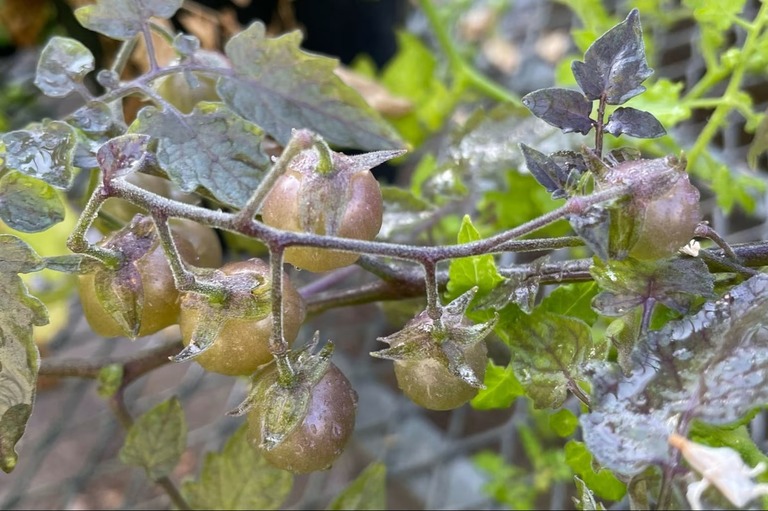 Galapagos Tomatoes: A Tale of Devolution Magic?