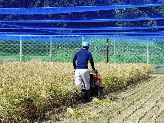 Rice to the Rescue: Accelerating the Development of a New Hay Fever Drug