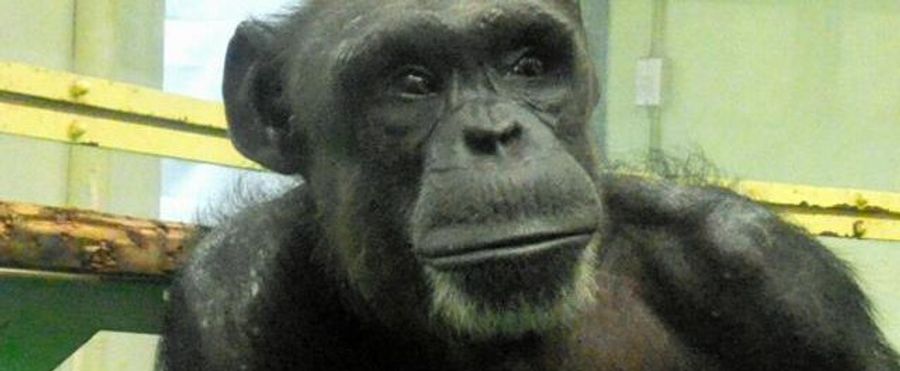 Loss of an Ape Genius: World Mourns the Death of Renowned Chimpanzee Ai at 49