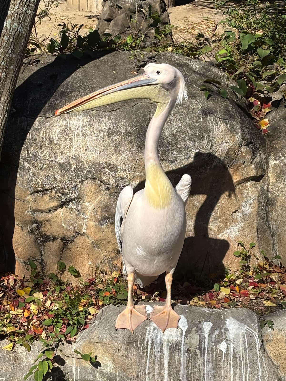 Zoo's Poster Girl Turns Out to Be a Boy!