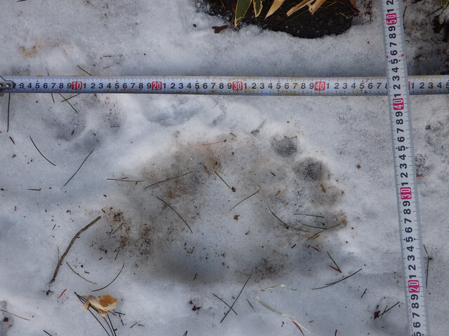 Bear Sightings and Collisions Continue into the New Year