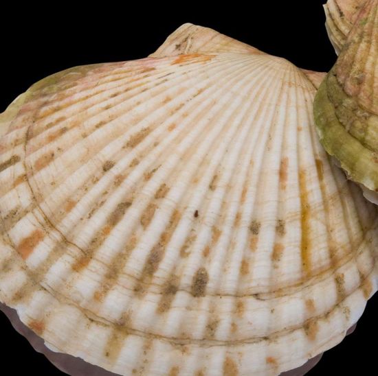 Scallop Catastrophe: The Mystery Behind Sudden Mass Deaths and Their Long Road to Recovery