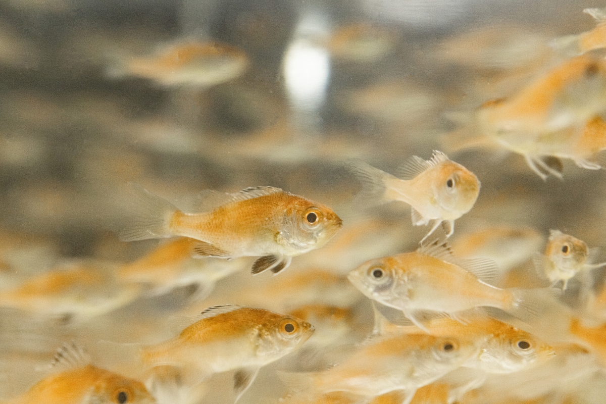 Red Throat Perfection: University of Kinki Achieves Breakthrough in Full-fledged Aquaculture