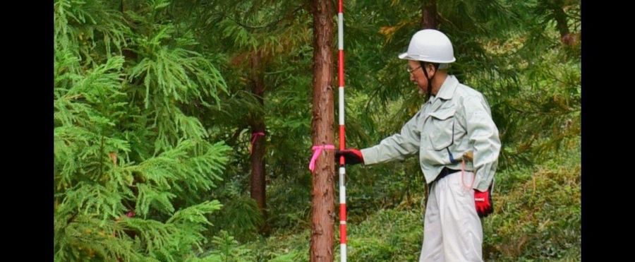 Tokyo Hails Pollen-Free Cedar Trees: An Allergy-Sufferers' Miracle?