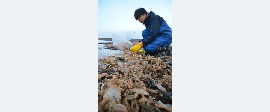 Crustacean Confusion: Coastal Town Bewildered by Surge of Crab Shells