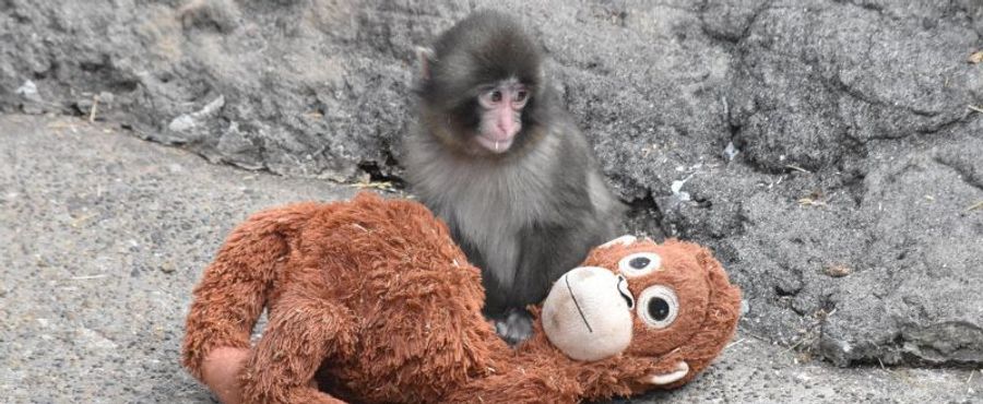 Parent Monkeys Deserted: Plush Toy to the Rescue!