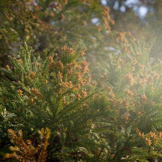 Tokyo in Midst of Intense Pollen Season: Beware & Prepare