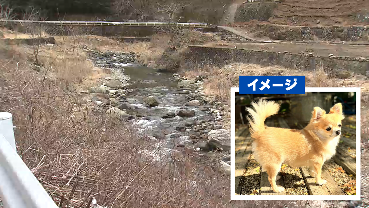 Unforgivable Animal Mistreatment: Chihuahua Discarded by Owner