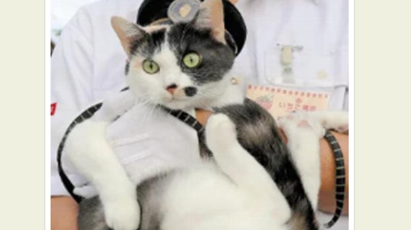 Paw-nomics: A Closer Look at Japan’s Cat Economy