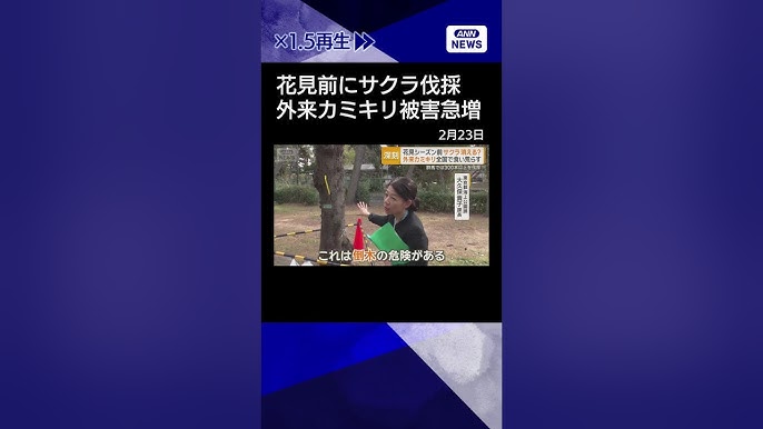 Cherry Blossom Controversy: The Why Behind Pre-Hanami Season Pruning