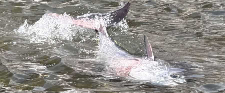 Community Reels In Surprise as Tuna Appears in Local River!