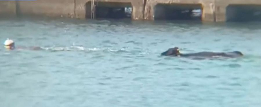 Dramatic Ocean Rescue: Diver Speaks on Saving Stranded Calf