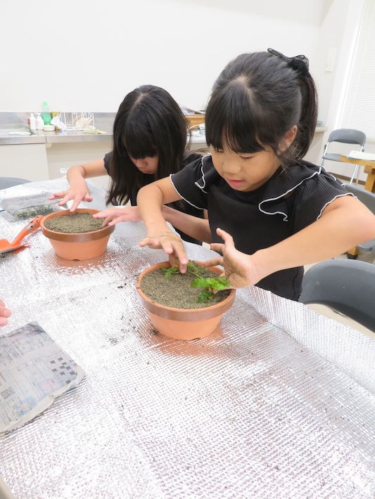 Catfish: The Underwater Sanctuaries for Aquatic Insects!