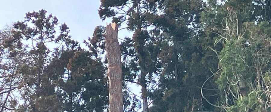 Man Severely Injured in Freak Logging Accident