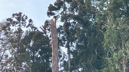Tragic Collision: Man Loses Life to Tree During Stroll in Japan