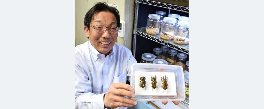 Charismatic Golden Stag Beetle Hatchling Charms Japan