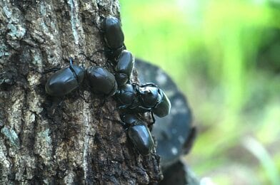 Once in a Lifetime: Research Unveils Beetles Mate Just Once