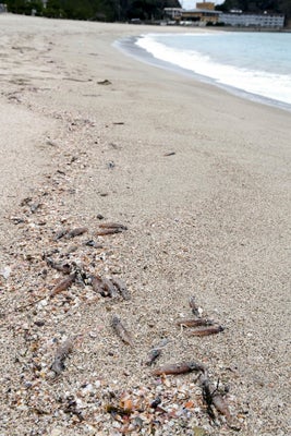 Wave of Firefly Squids Illuminate Japanese Shores in Marvelous Display