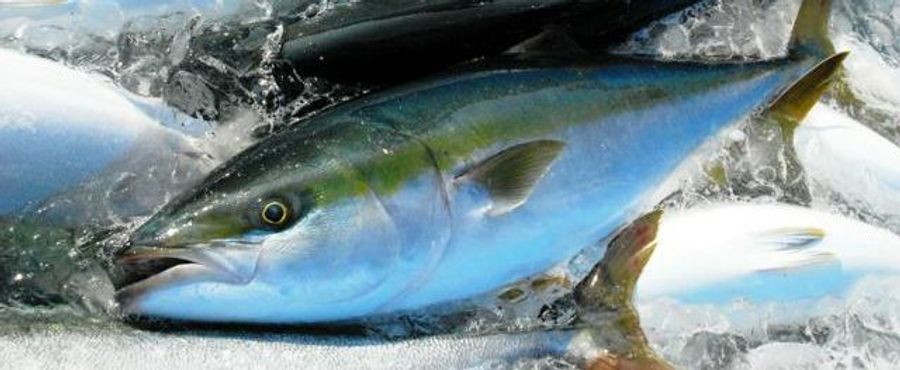 Vanishing Yellowtail Causes Alarm in Tottori Prefecture