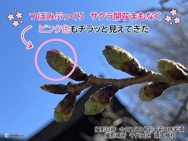 Blossom Bonanza Expected Later this Week