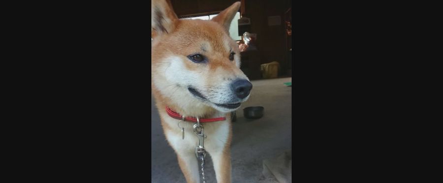 Mysterious Canine Deaths: The Unseen Threat Lurking?