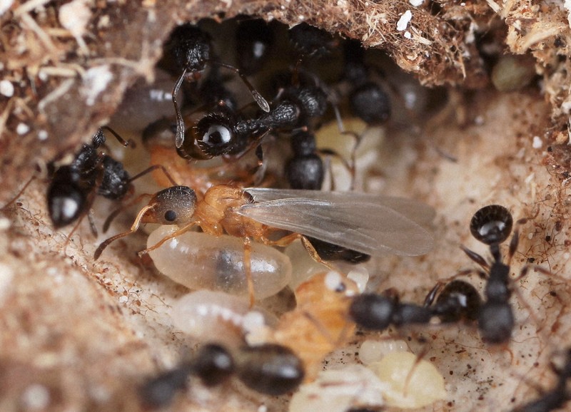 Queen Bee Phenomena: Exclusive Species Reported for the First Time