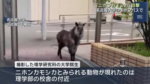 First glance of a Japanese Serow boosts curiosity at Nagoya University!