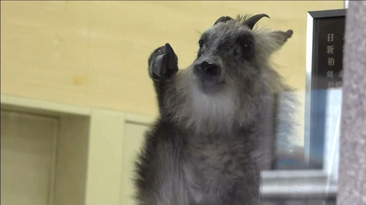 Banking Wildlife: Japanese Serow Takes Residency in Local Bank
