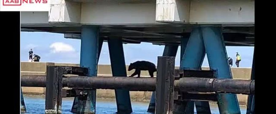 Bear Alert: Anglers Evacuate as Bear Visits Sea Defense Wall!