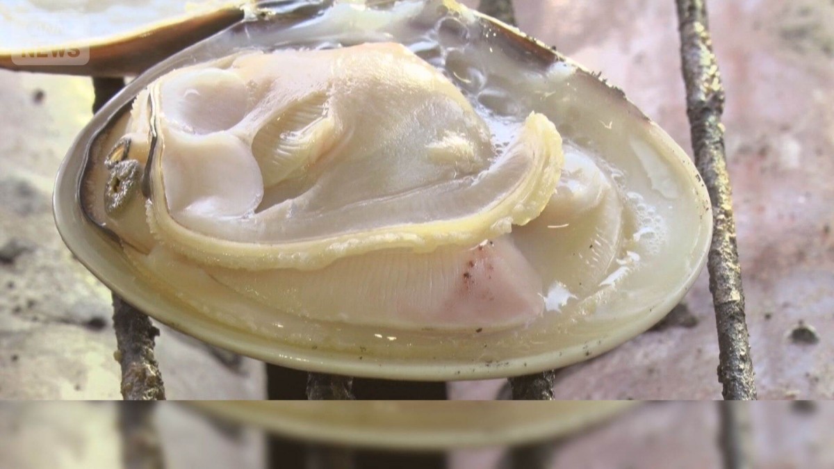 Clam Diggers in Japan: Unruly Territory Amidst Rising Violations