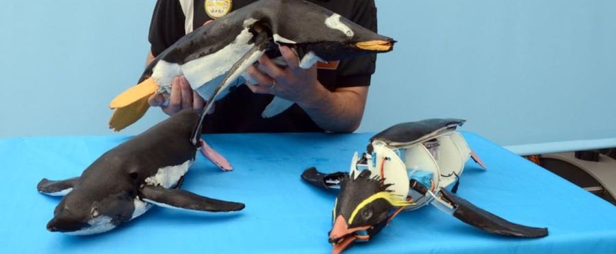 Zoo 2.0: A Leap into the Future with Robotic Animals