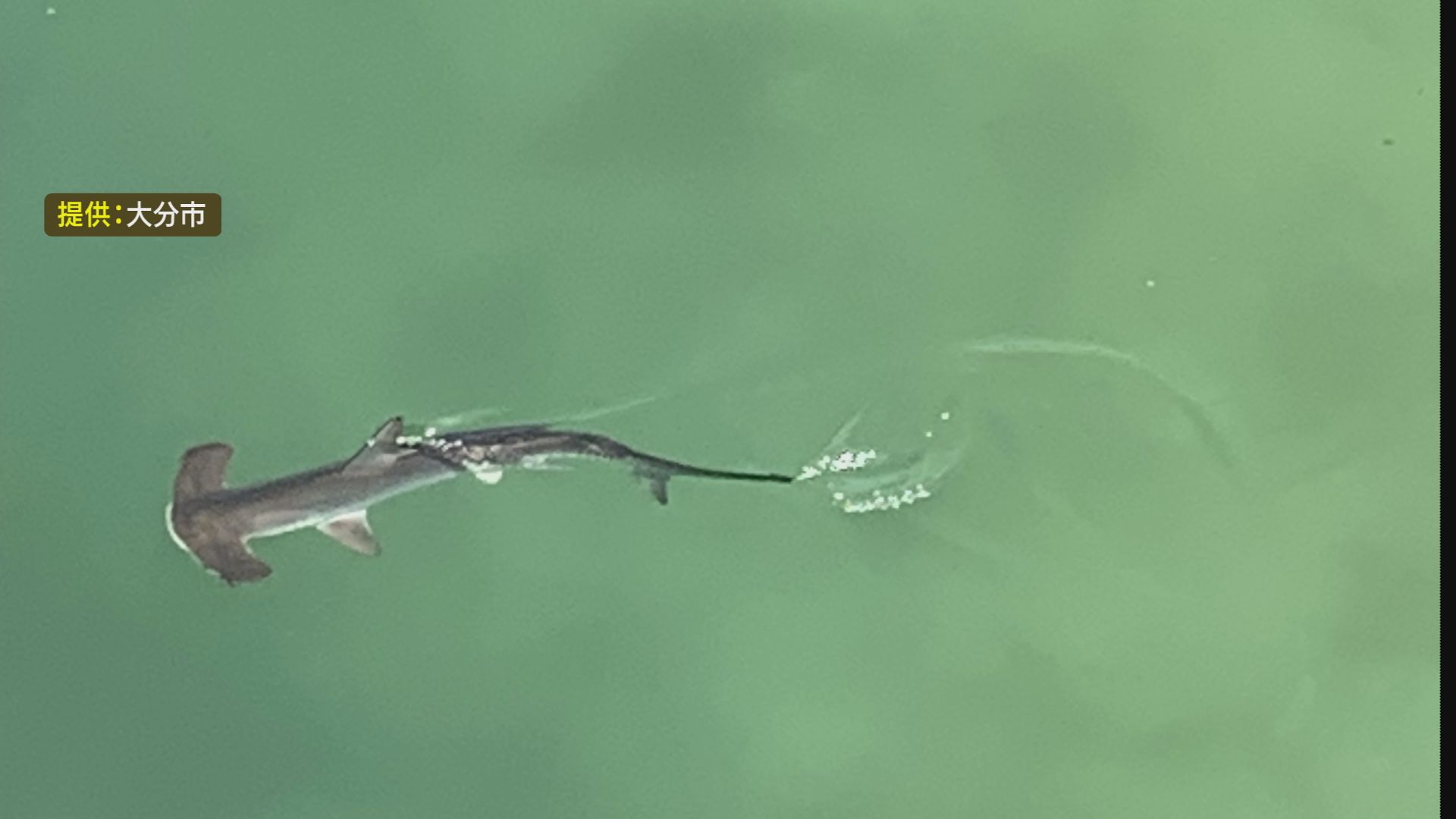 Shark Sightings Halt Sea Sports in Japanese City