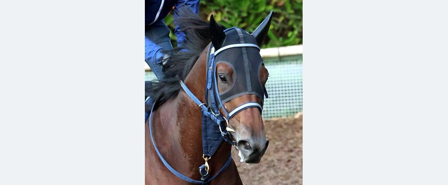 Sleeper Hit: Racehorse 'Boku Madanemuiyo' Seizes Incredible Victory!