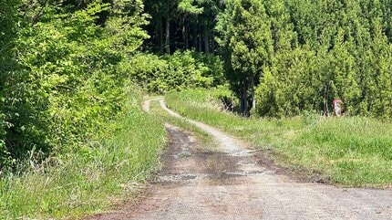 Bear Attack Victim Found in Mountainous Wilderness