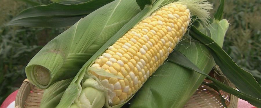 Early Bird Bonanza: The Rise of the Phantom Corn