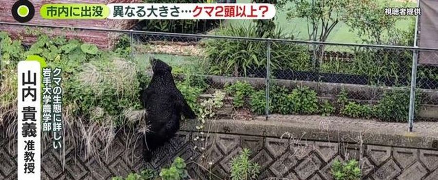 Bear Sightings in Utsunomiya: A Trend or an Outlier?