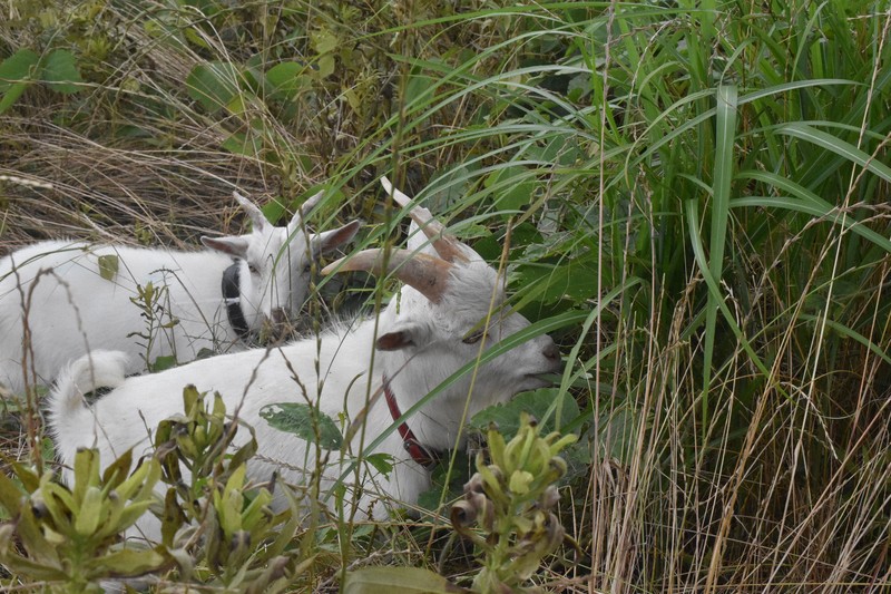 Goat Gobbling Weeds Slashes City's Expenses by 300k Yen!