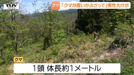 Close Encounter of the Bear Kind: Trio of Bears Unleashed in Tranquil Tokai