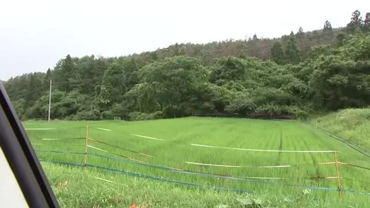 Shovel Showdown: Man Fends Off Trio of Bears