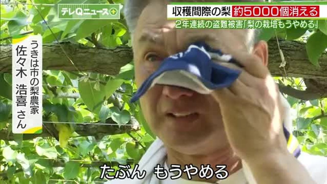 Sweet Heist: Rampant Pear Theft Pushes Japanese Grower to Call it Quits