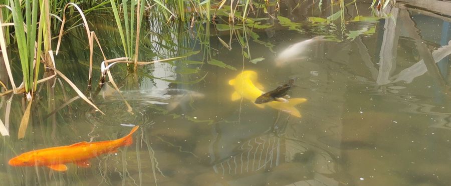 Koi Conclave: Surprise Assembly of Carp Graces Commercial Complex