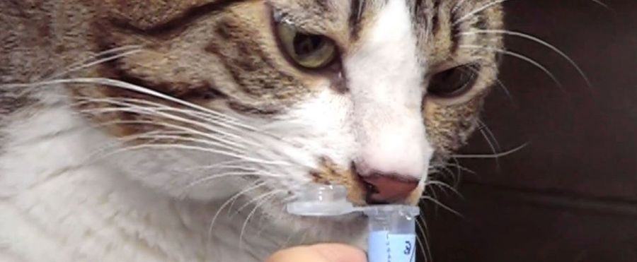 Unlocking the Mystery: Cats' Urine as an Olfactory Business Card!