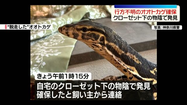 Adventure in Yokohama: Illusive Giant Lizard Found Safe!