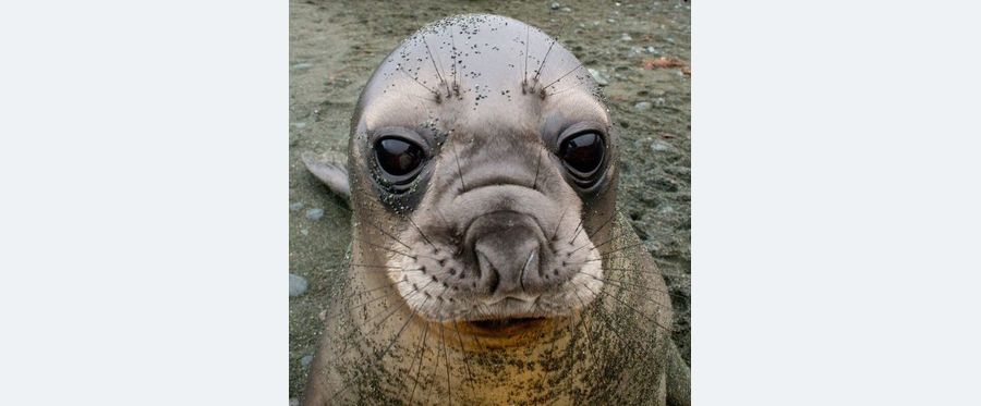 Antarctic Seals Facing Unexpected Mass Fatality: A Distressing Mystery
