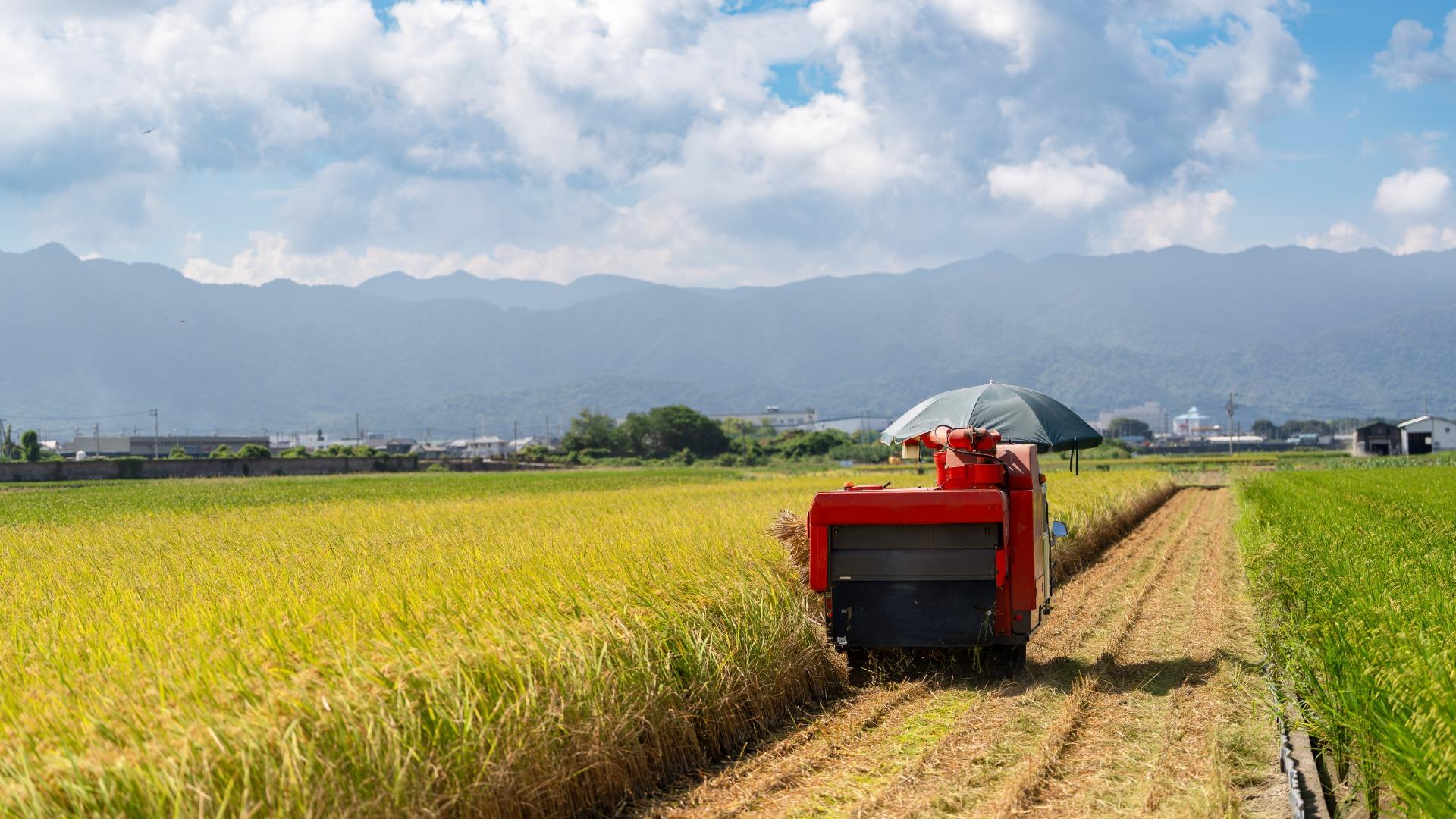 Rice Farmers in Japan: A Disappearing Tradition